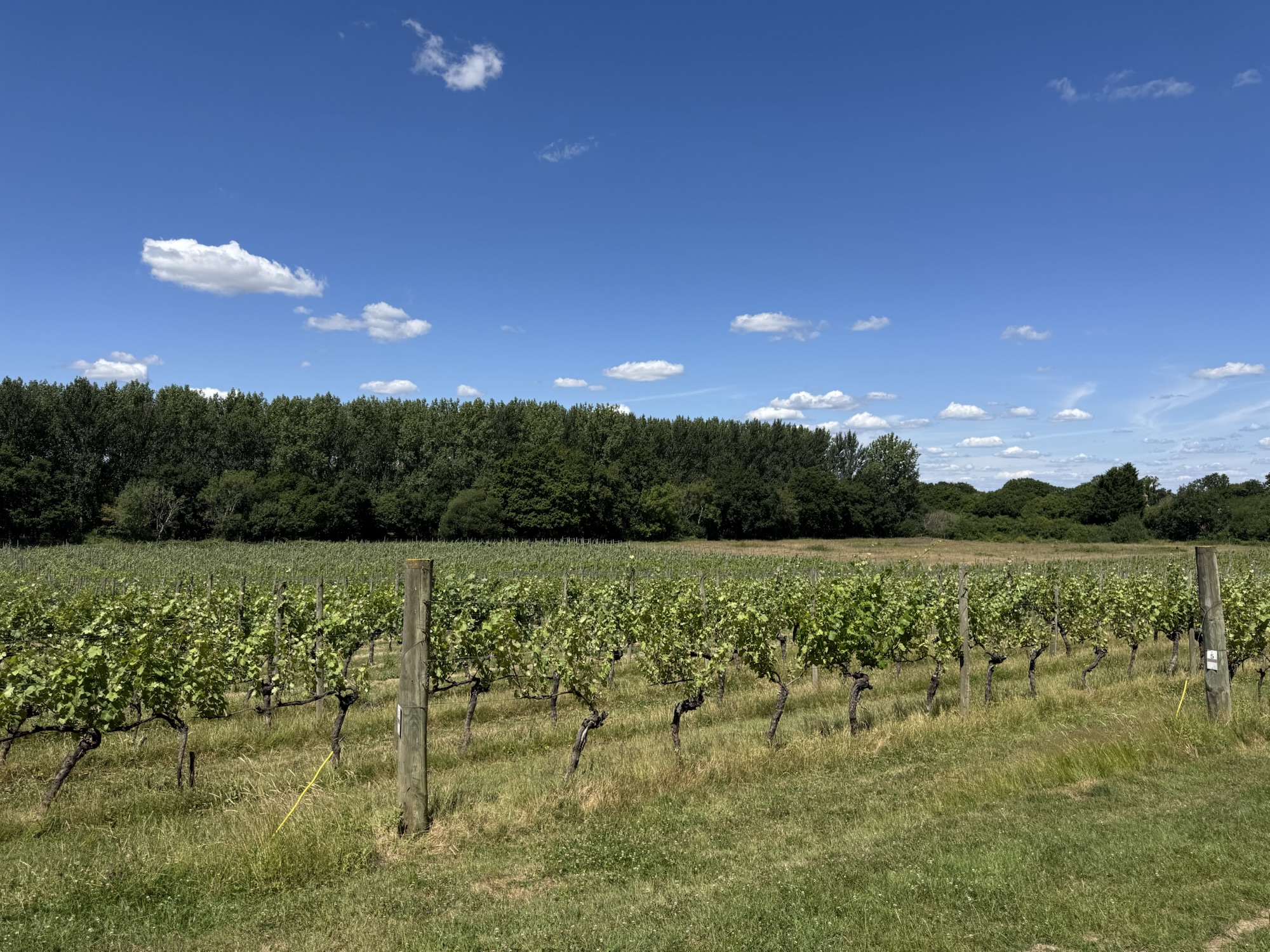 Ridgeview Wine Estate: Sticking it to the French, One Bubbly at a Time